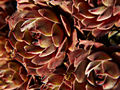 Sempervivum Fiolet IMG_3706 Rojnik